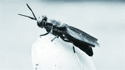黑水虻