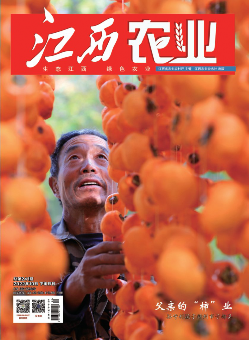 第241期