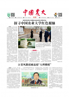 第517期