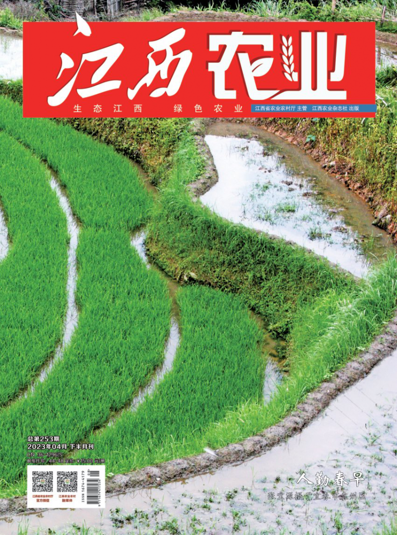 第253期